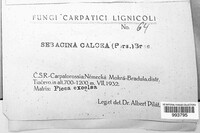 Alloexidiopsis calcea image